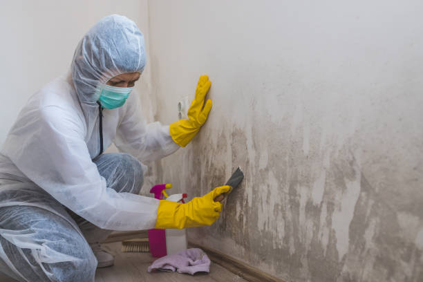 Best Attic Mold Remediation in Lynchburg, OH