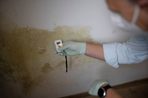 Best Kitchen Mold Remediation in Lynchburg, OH