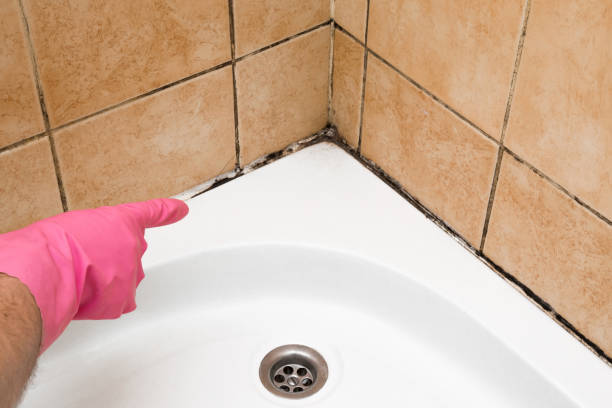 Best Industrial Mold Remediation in Lynchburg, OH